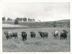 Cattle (2)