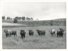 Cattle (2)