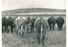 Cattle (3)