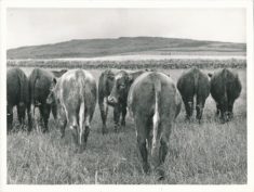 Cattle (3)