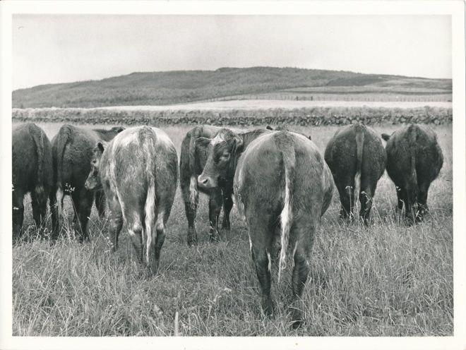 Cattle (3)