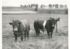 Cattle (4)