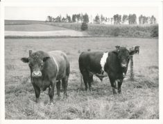 Cattle (4)