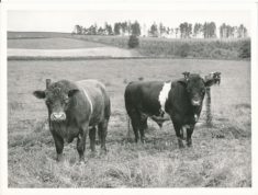 Farming