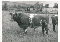 Cattle (5)