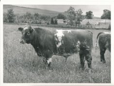 Cattle (5)