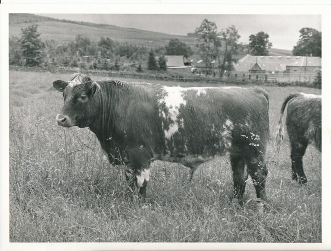 Cattle (5)