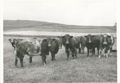 Cattle (6)