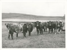 Cattle (6)