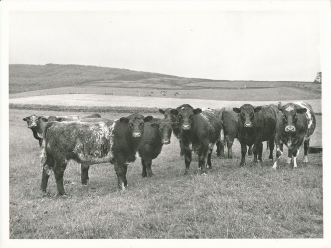 Cattle (6)