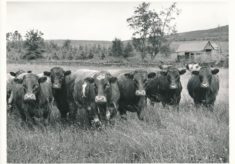 Cattle (7)
