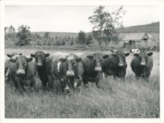 Cattle (7)