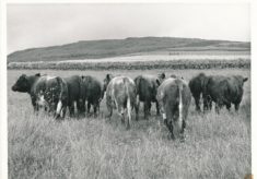 Cattle (8)