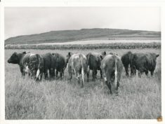 Cattle (8)