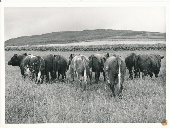 Cattle (8)