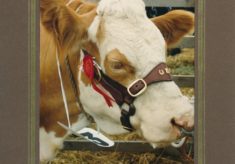 Cattle (9)
