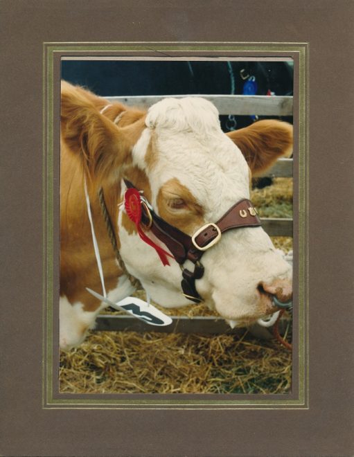 Cattle (9)