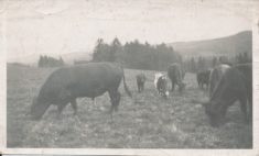 Cattle (10)