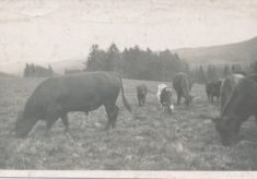 Cattle (10)