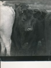 Cattle (11)
