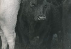 Cattle (11)