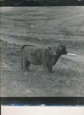 Cattle (12)
