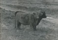 Cattle (12)