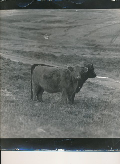 Cattle (12)