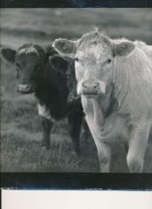 Cattle (13)