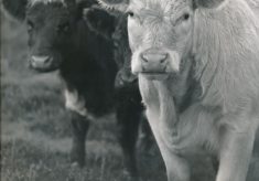 Cattle (13)