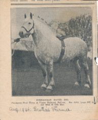 Horse (1)