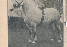 Horse (1)
