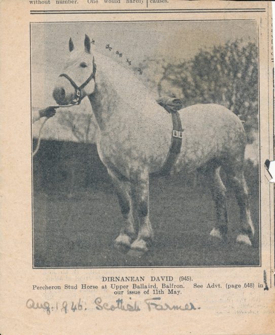 Horse (1)