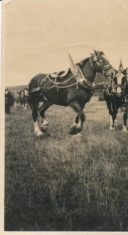 Horse (2)