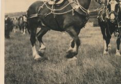 Horse (2)