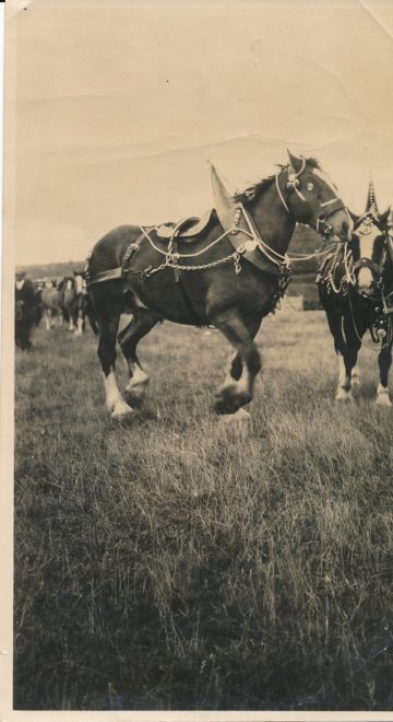Horse (2)
