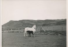Horse and Foal (1)