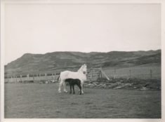 Horse and Foal (1)