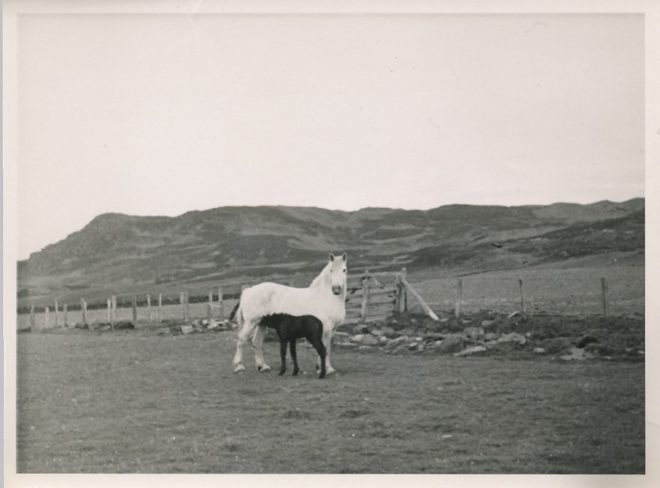 Horse and Foal (1)