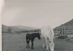 Horse and Foal (2)