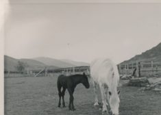 Horse and Foal (2)