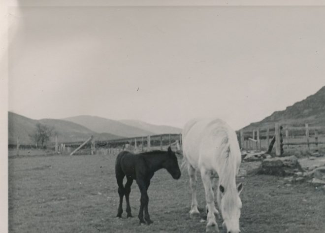 Horse and Foal (2)