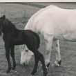 Horse and Foal (3)