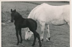 Horse and Foal (3)