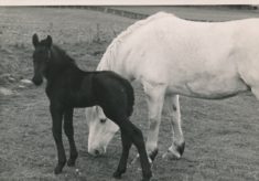 Horse and Foal (3)