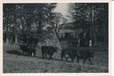 Cattle (14)