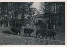 Cattle (14)