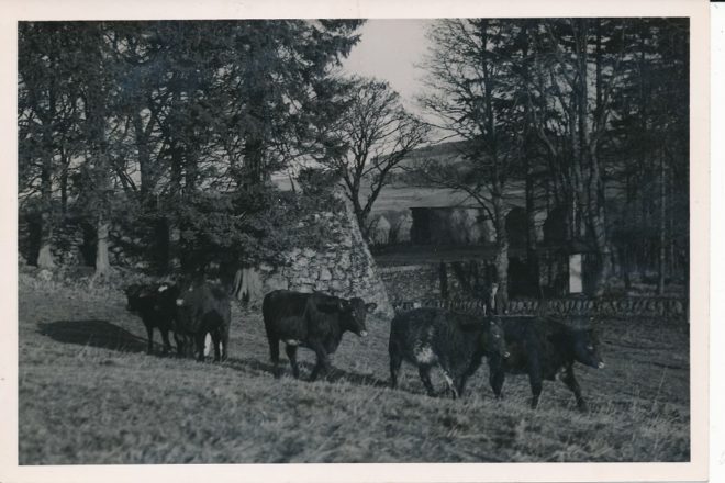 Cattle (14)