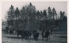Cattle (15)