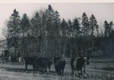 Cattle (15)
